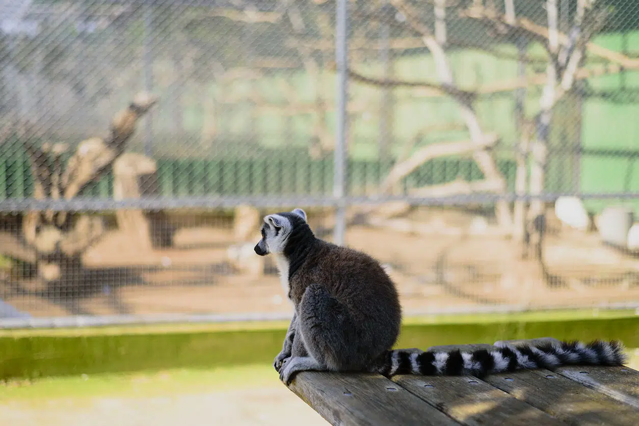 cómo trabajar en un zoológico