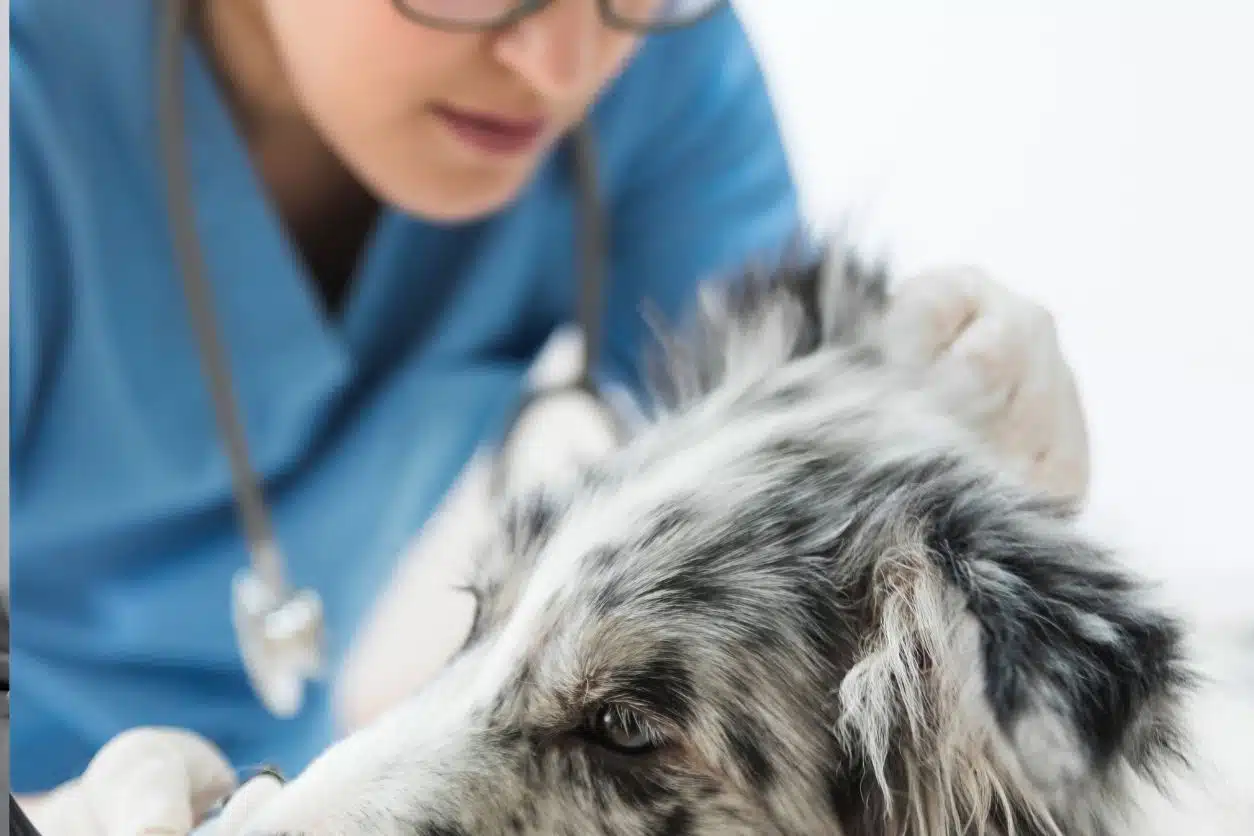 terapia asistida con animales sueldo